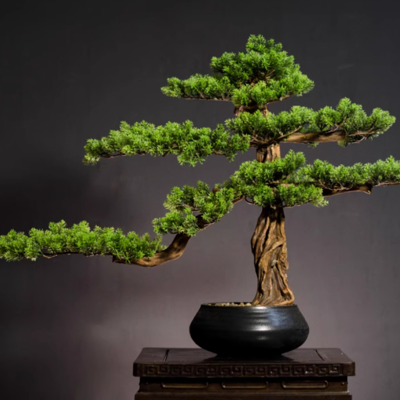 Bonsai Garden Entrance - Ornamen Pinus Sambutan di Rumah, Bonsai