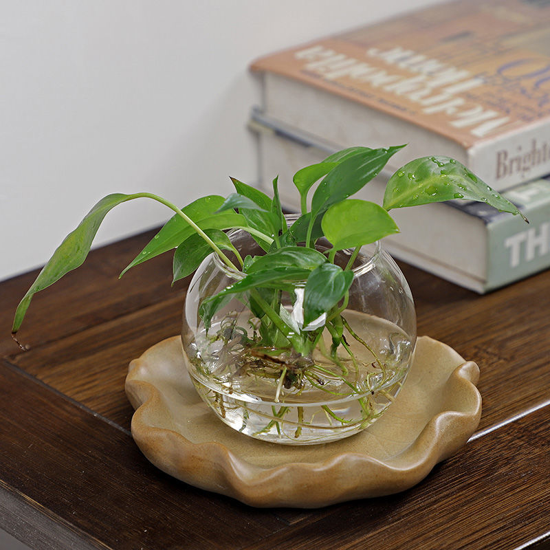 Nampan Kayu Hidroponik Brasil  - Drip Tray Saucer ulasan dan harga