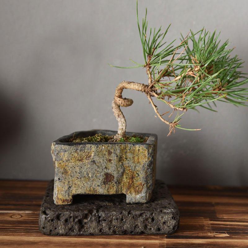 Pot Bunga Batu Alam Basalt Bua - Bonsai Garden Indoor ulasan dan harga