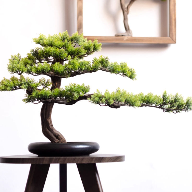 Ornamen Pinus Sambutan di Ruma - Bonsai Garden Entrance ulasan dan harga