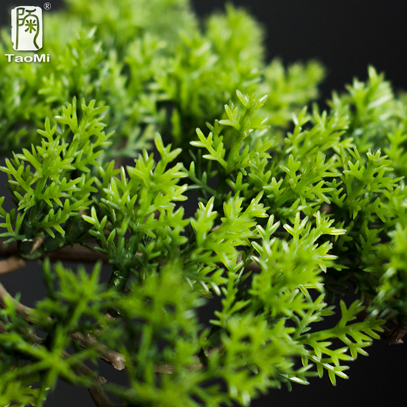 Ornamen Pinus Sambutan di Ruma - Bonsai Garden Entrance ulasan dan harga
